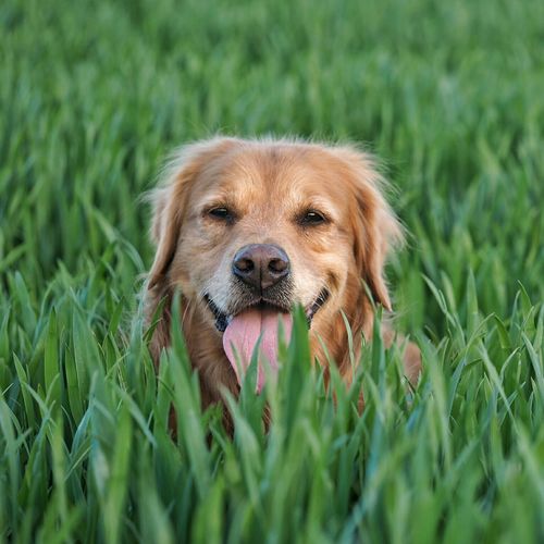 Close-up of dog in crop field