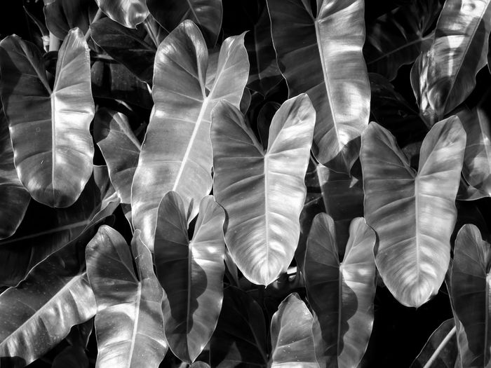 Tropical jungle leaves, black and white of foliage leaf background