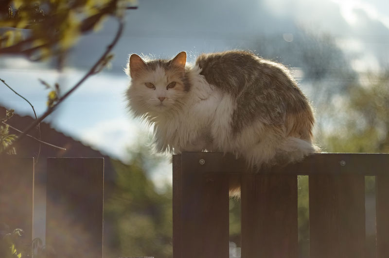 Cat relaxing on wooden fence