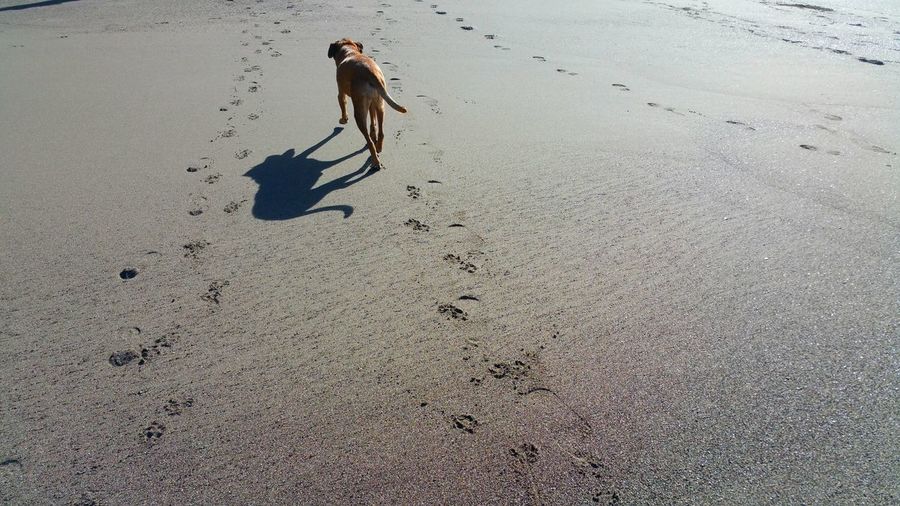 High angle view of lone dog and shadow with paw prints on beach