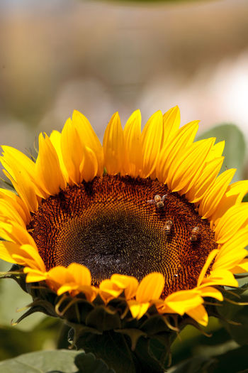 Close-up of bees on sunflower