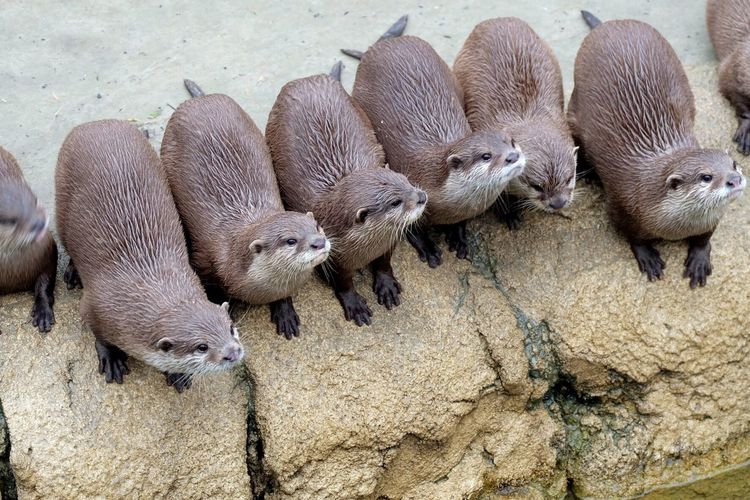 Row of otters on rock