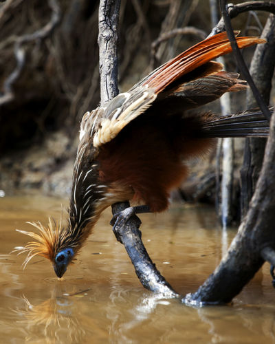 Closeup portrait of bizarre looking colorful hoatzin feeding on water from branch, bolivia.