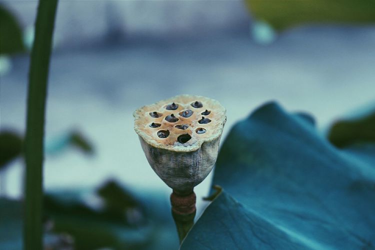 Close-up of lotus pod