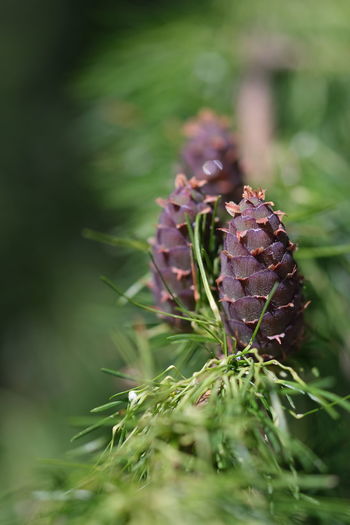 Close-up of pine cone on plant