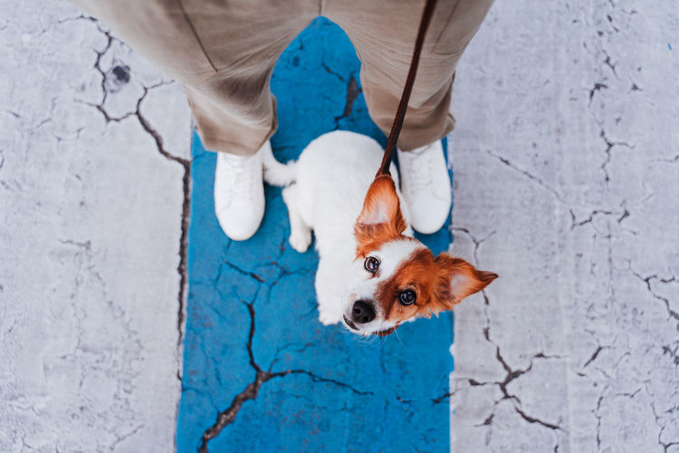 Top view of woman on pedestrian crossing wearing, cute jack russell dog besides