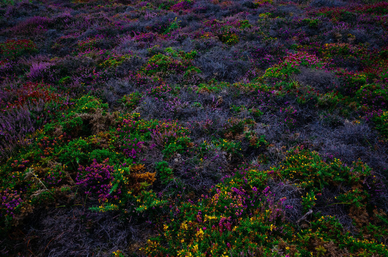 High angle view of purple flowering plants on field