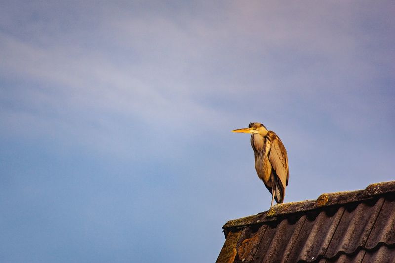 Low angle view of heron perching on roof against sky