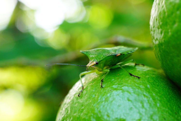 Close-up of the sting bug on lemon fruit