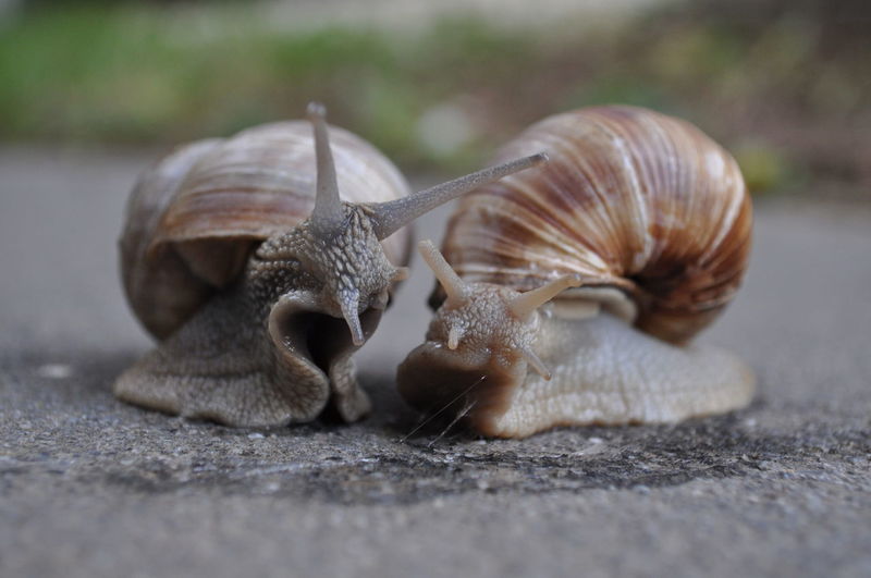 Close-up of snails