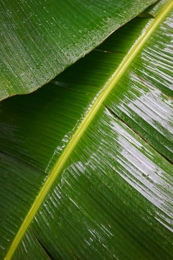 Full frame shot of wet banana leaf