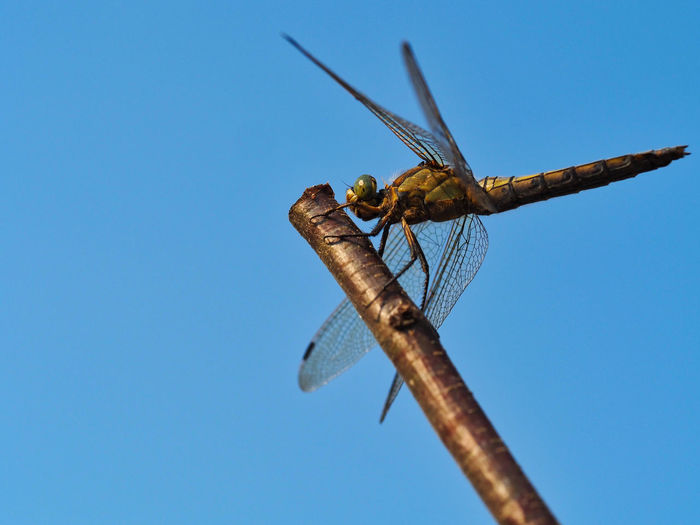 Low angle view of dragonfly against clear blue sky
