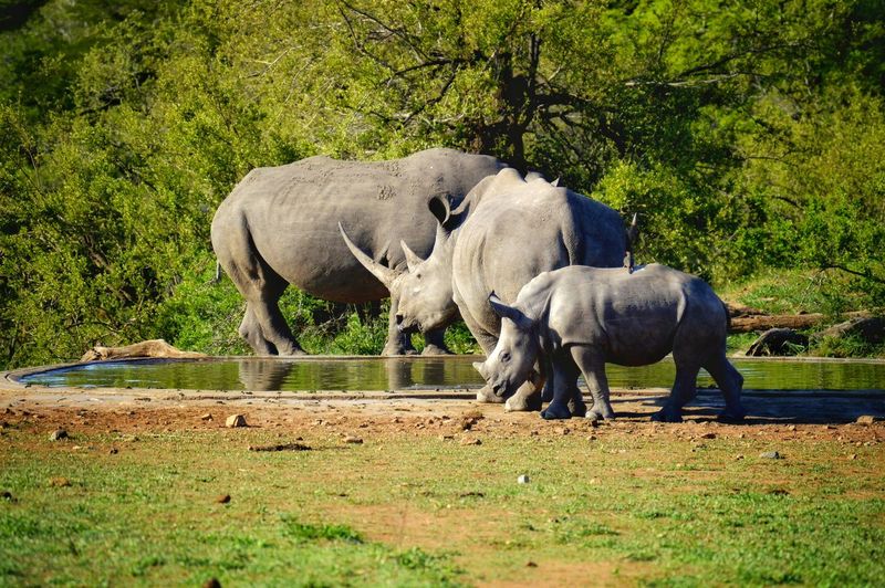 Rhino family drinking in hot summer afternoon
