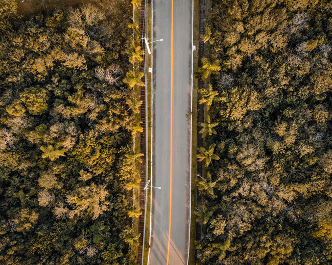 Full frame shot of road amidst trees during autumn