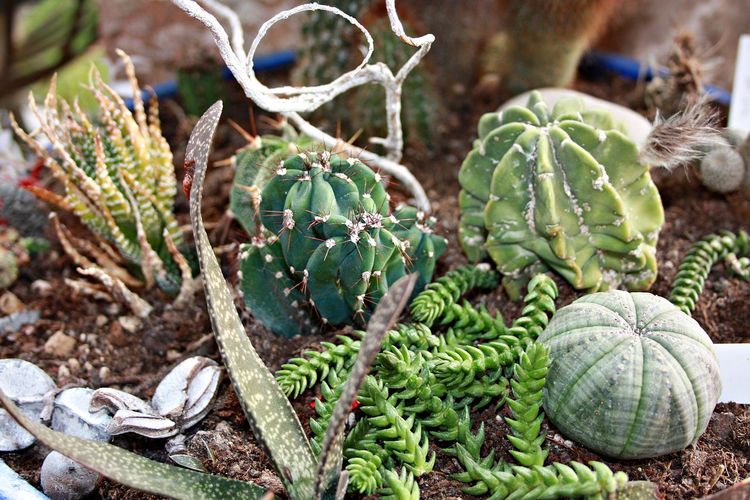 Close-up of succulent plant on field