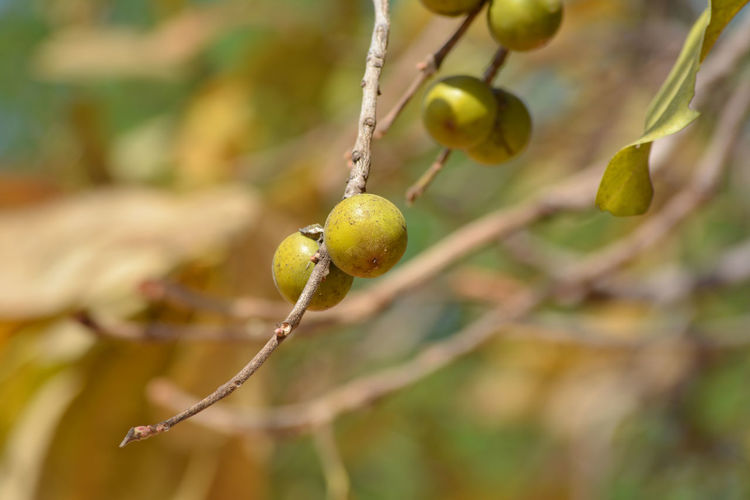 Indian ebony or tendu fruit. tendu is a seasonal fruit available mainly in summer