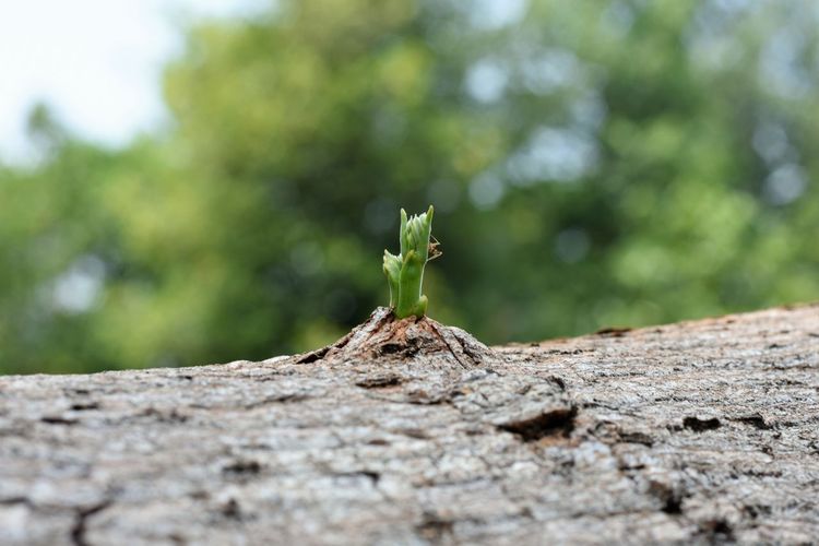 Close-up of small plant growing on tree trunk