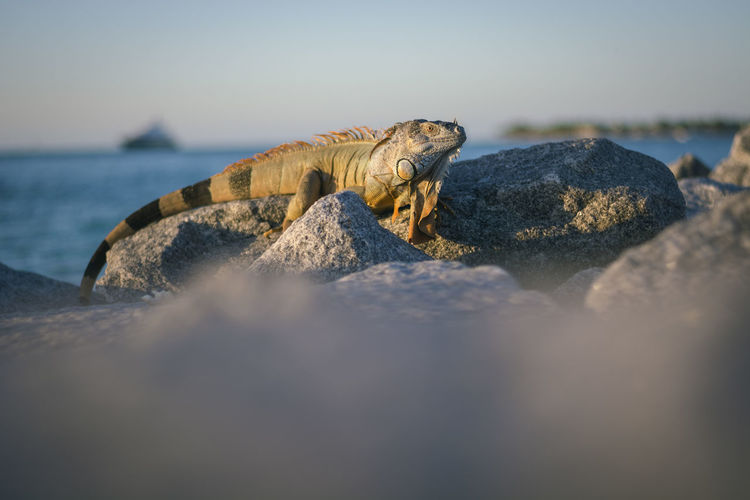 Lizard over the rocks