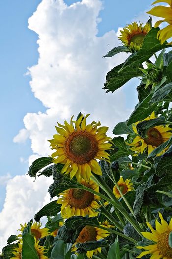 Close-up of sunflower on plant against cloudy sky