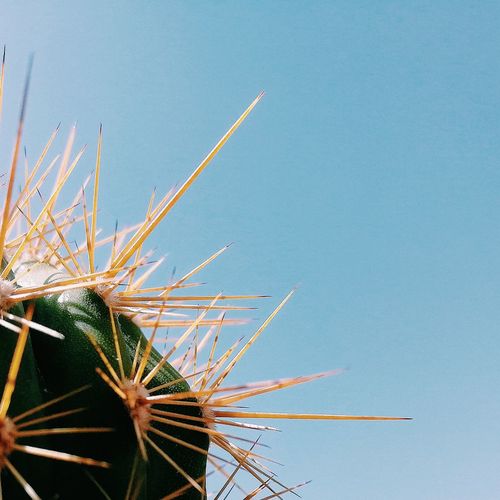 Low angle view of cactus against clear sky