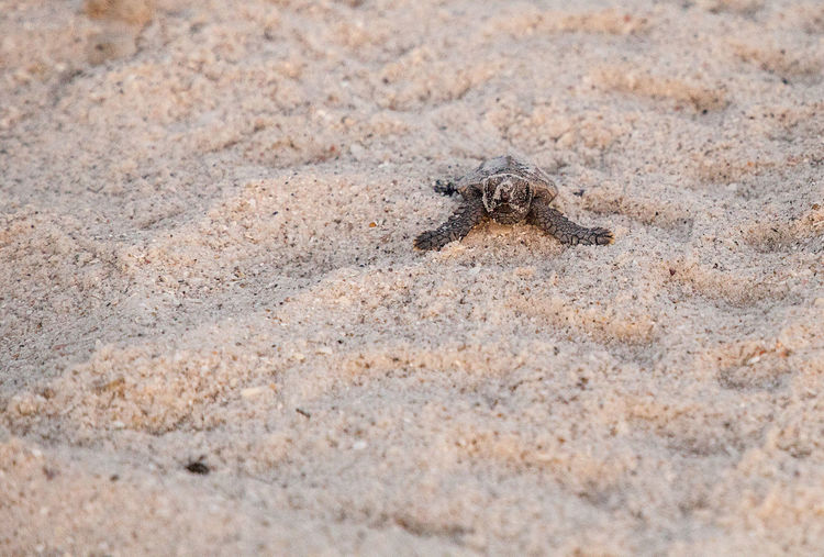 Hatchling baby loggerhead sea turtles caretta caretta climb make their way to the ocean