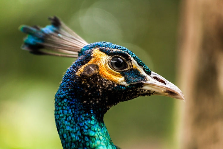 Close-up of alert peacock