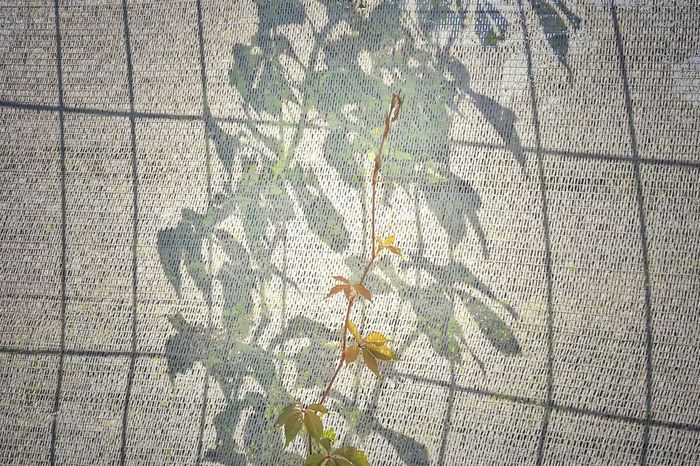 Close-up of autumn plant against shadow on textured fabric