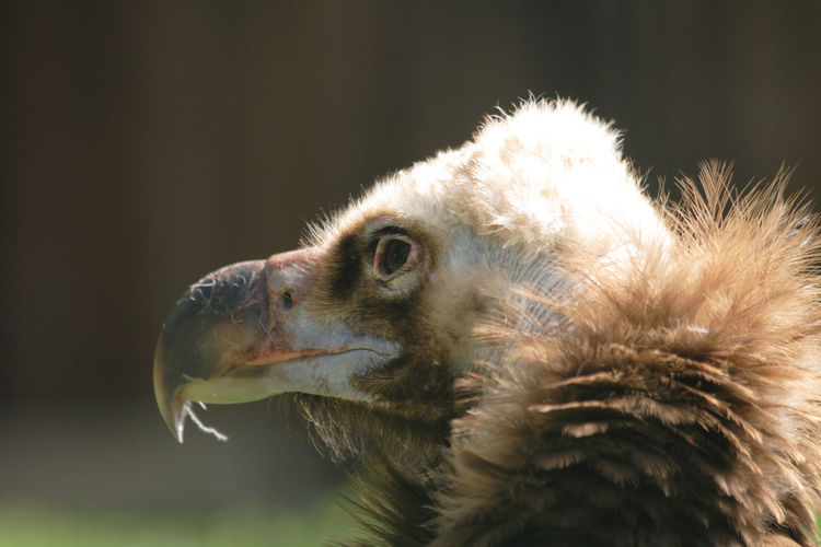 Close-up of vulture looking away