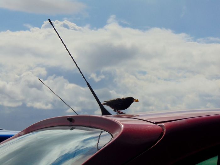 Bird perching on car against sky