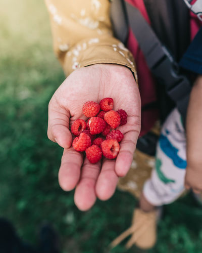 Low section of person holding raspberries