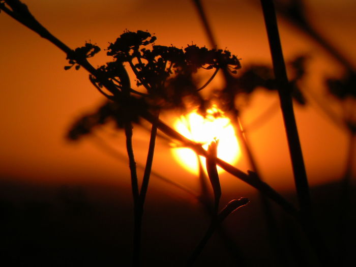 Close-up of silhouette plant against orange sunset sky