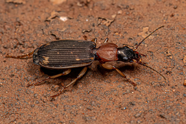 Close-up of insect