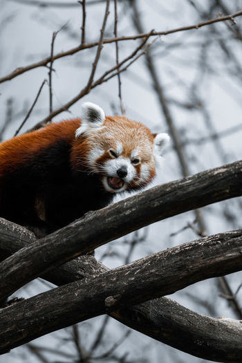 Low angle view of red panda on tree