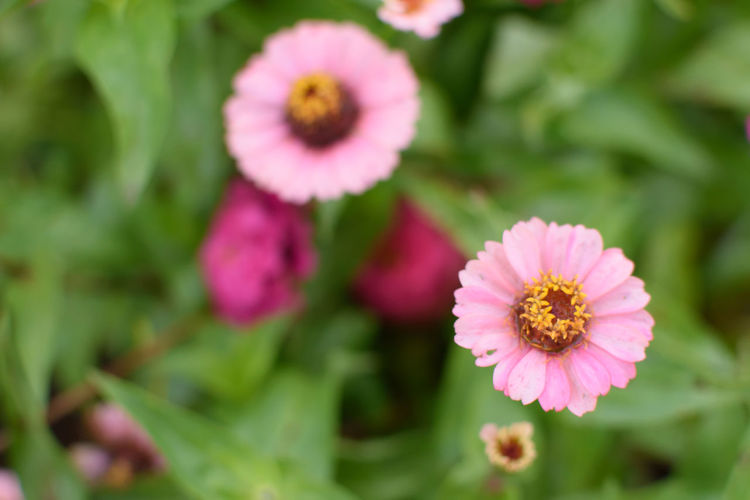 Close-up of pink flowering plants