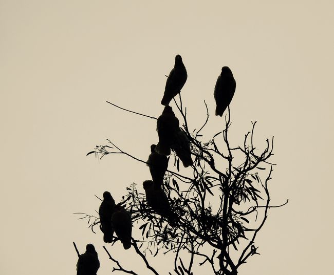 Low angle view of silhouette birds perching on tree against sky