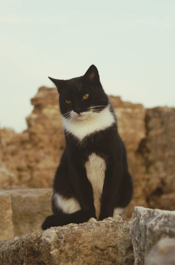 Close-up of cat sitting on rock against sky