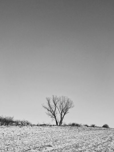 Bare tree on snow field against clear sky