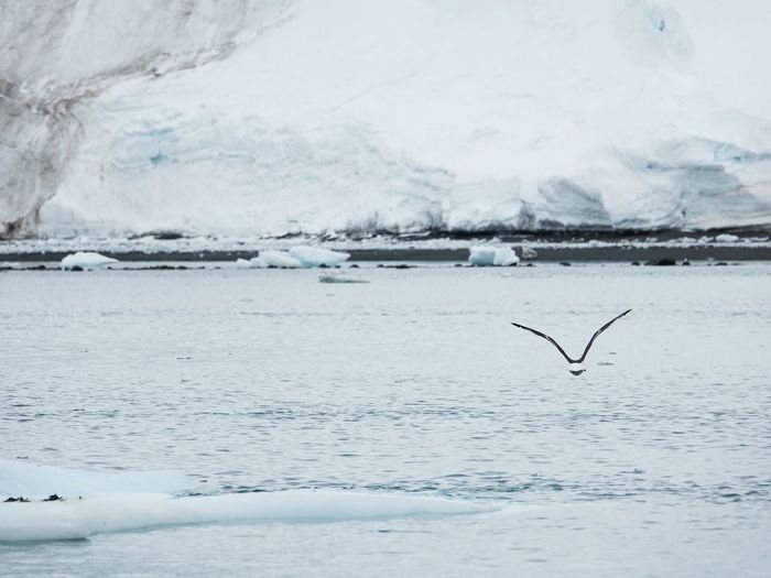 Bird flying over frozen sea