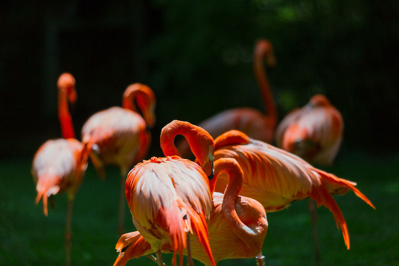 Close-up of flamingos at zoo
