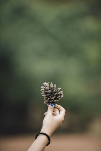 Close-up of hand holding flower against blurred background