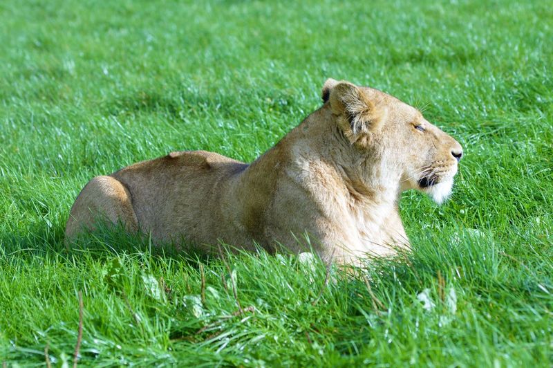 Lion lying on grassy field