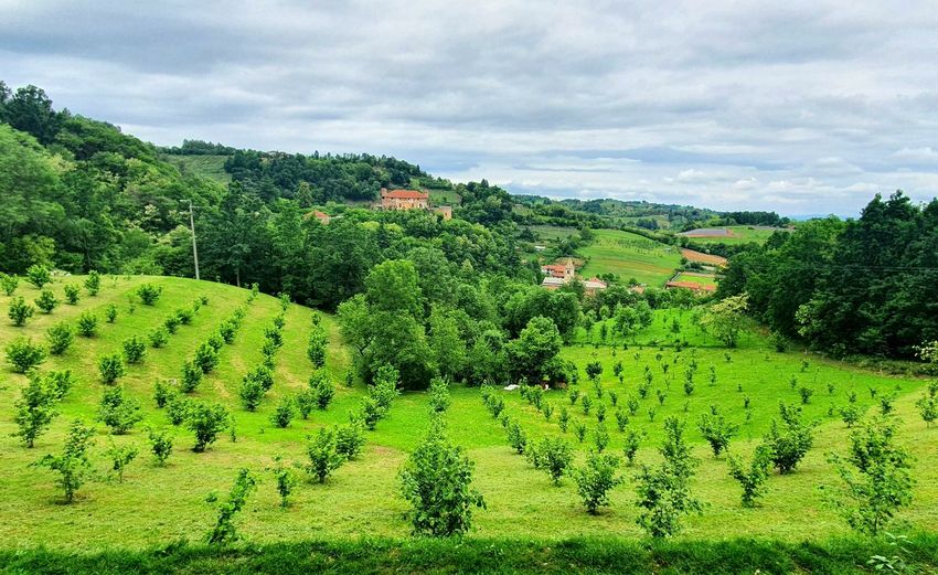 Scenic view of agricultural field against sky