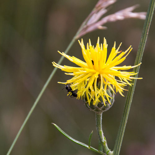 Close-up of yellow pollinating flower