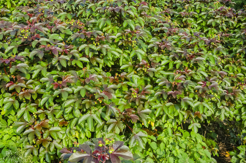 Full frame shot of fruits growing on plant