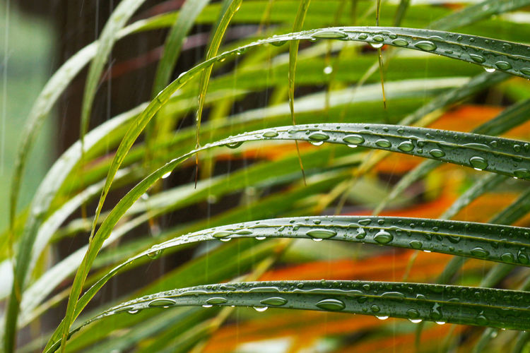 Strong tropical rain falls narrow leaves, big drops are visible on the leaves, seychelles, la digue