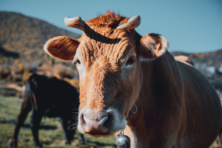 Closeup view of cow portrait