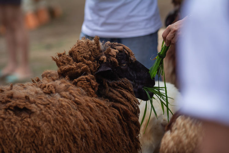 Cropped hand of man feeding grass to sheep
