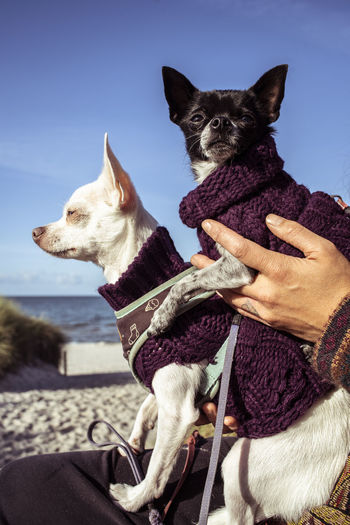 Two tiny chihuahua dogs in jumpers sit on each other in sun on beach