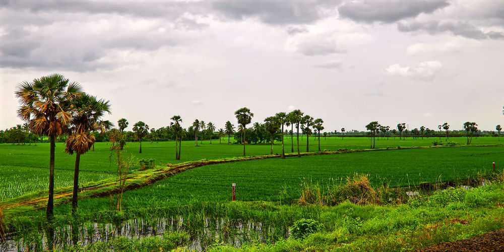 Scenic view of agricultural field against sky