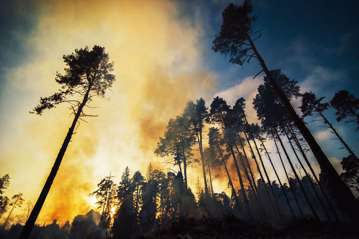 Low angle view of fire amidst trees at forest